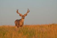 Colorado’s 2026 big-game hunting seasons set for fall