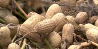 Georgia peanut growers prepare for harvest amid uncertainties