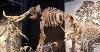Opinion: Preserving our shared heritage through Utah’s fossils and artifacts