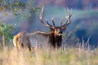 West Virginia DNR Announces Tickets Now Available for 2026 Elk Management Tours Held in Logan County