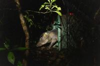 13 peccaries sail home to heal a Costa Rican forest