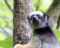 Long-term research leads to government granted protection for Madagascar rainforest