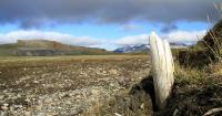 Brouhaha in academia: Did we really hunt mammoths?