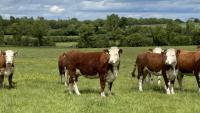 Kazakhstan buyer seeks 300 Hereford heifers - but only from 18 counties