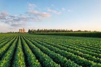 Iowa crops near harvest, agronomist urges field scouting
