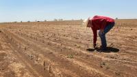 Better Cotton, Avalo Bring AI-Assisted Breeding to Texas Farms