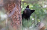 At New Mexico's lone bear rehab, orphaned cubs learn to forage without their mothers