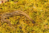 Texas gardeners warned not to slice hammerhead flatworm that preys on earthworms