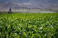 Growing food in a hotter, drier Utah calls for crops that survive like desert plants
