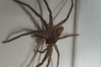 Barbados huntsman  spider found in UK cargo shipment as animal stowaways spike
