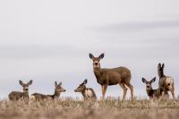 Idaho Fish and Game culls more wild deer trapped in Rexburg domestic elk farm
