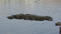‘Rock of Starvation’ reappears in Budapest during historic drought