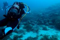 Citizen Tip Leads Greek Divers to 2,400-Year-Old Andros Merchant Wreck Bearing 650 Amphorae