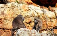 Cape Town’s baboon crisis a last-chance conservation opportunity — fund coexistence before captivity