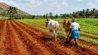 Kalyana Karnataka Farmers Begin Migrating To Cities As Failed Monsoon Leaves Crops And Reservoirs Dry