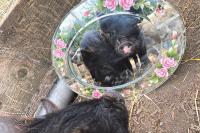 Meet the Burren pigs who like meditation and aromatherapy