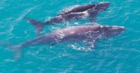 'Blue corridors' in mind for Pacific's whale highways