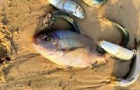 Thousands of dead fish wash up on Gqeberha beaches — authorities investigate