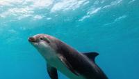Porpoise caught in a fishing net reveals what happens during a deadly entanglement