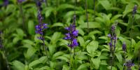 The hallucinogenic plant Salvia divinorum relieves facial pain, study finds