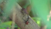 Spotted lanternflies are swarming Connecticut. Will nature fight back?