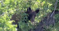 Why do wildlife officers euthanize orphaned black bear cubs?