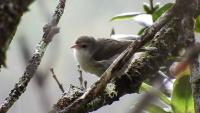 Pakele — last known wild ‘akikiki, a native Hawaiian honeycreeper unique to Garden Isle — honored by Kaua‘i County Council