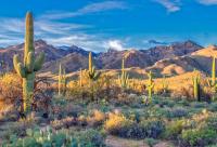 Why Arizona's Dry Heat Feels Different From Humid Climates