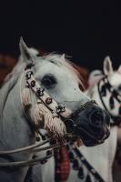 Saudi Arabia declared free of contagious horse disease