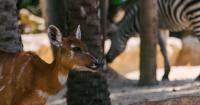 Animal Endangerment & Conservation | Environmental Minute