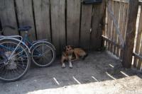Belarus to Approve List of Dog Breeds with Special Responsibility