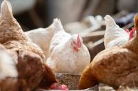Avian influenza in the Americas: animal outbreaks decline, but PAHO calls for continued vigilance
