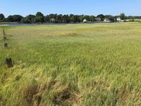 Scientist: Salt marshes are in critical condition