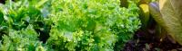 September: The Start of Fall Gardening in North Florida