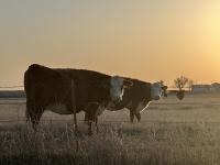 Oklahoma forms advisory council amid federal beef import plans 