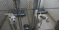 Ohio SPCA and Humane Society hosts ‘Paws Under the Stars’ fundraiser