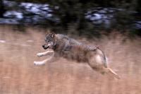 Colorado Parks and Wildlife reaches agreement with Ute Mountain Ute Tribe over wolves