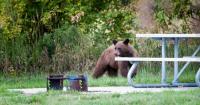 Utah wildlife officials warn bear incidents have doubled in 2026