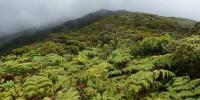8/27/26 – INPUT INVITED ON MANAGEMENT OF PUAʻAHALA SECTION OF MOLOKAʻI STATE FOREST RESERVE