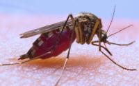 Health agency warns of mosquito outbreak after major flooding