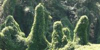 Kentucky agencies continue the nonstop fight against kudzu