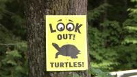 Man fined $620 for turtle deaths 1st to be convicted under new law