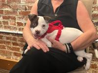 Animal Shelter Society Pet of the Week: Meet Gordon!