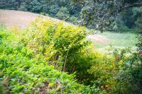 Japanese Knotweed