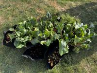 Veterans incarcerated in Idaho support local food bank through new vegetable garden