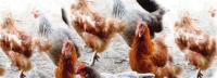Colombia and Peru accelerate shift toward cage-free eggs