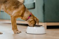 JBT Marel merges pet food brands Wenger and Extru-Tech