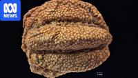 Discovery of 30-million-year-old fossilised fruit changes evolutionary story