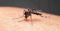 First human case of West Nile virus detected in Boston