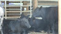 Virginia cattle farmers raise concerns over Trump ground beef import plan SOUTHWEST VIRGINIA &mdash; Virginia cattle farmers are raising concerns about President Donald Trump’s plan to allow up to 300,000 metric tons of imported ground beef